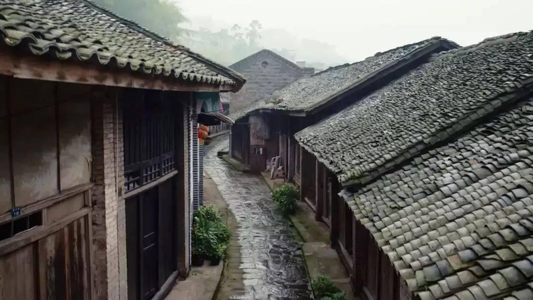 合欢树作为盆景，应该如何控制它的长势？